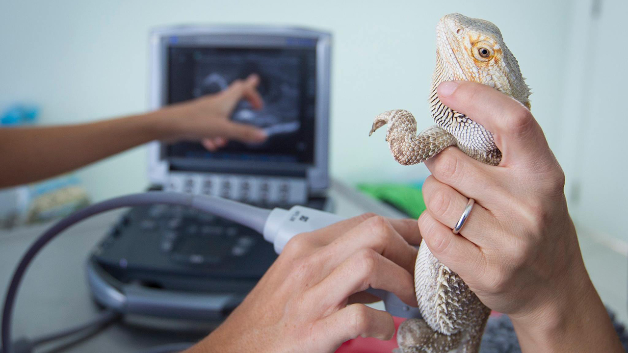 Curso Profesional en Ecografía en Animales Exóticos - TECH España